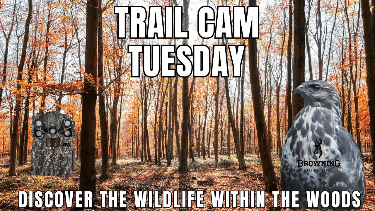 SURPRISE VISITOR | Secrets of an Ancient Woodland | Trail Camera Tuesday Wildlife Diaries | Cornwall