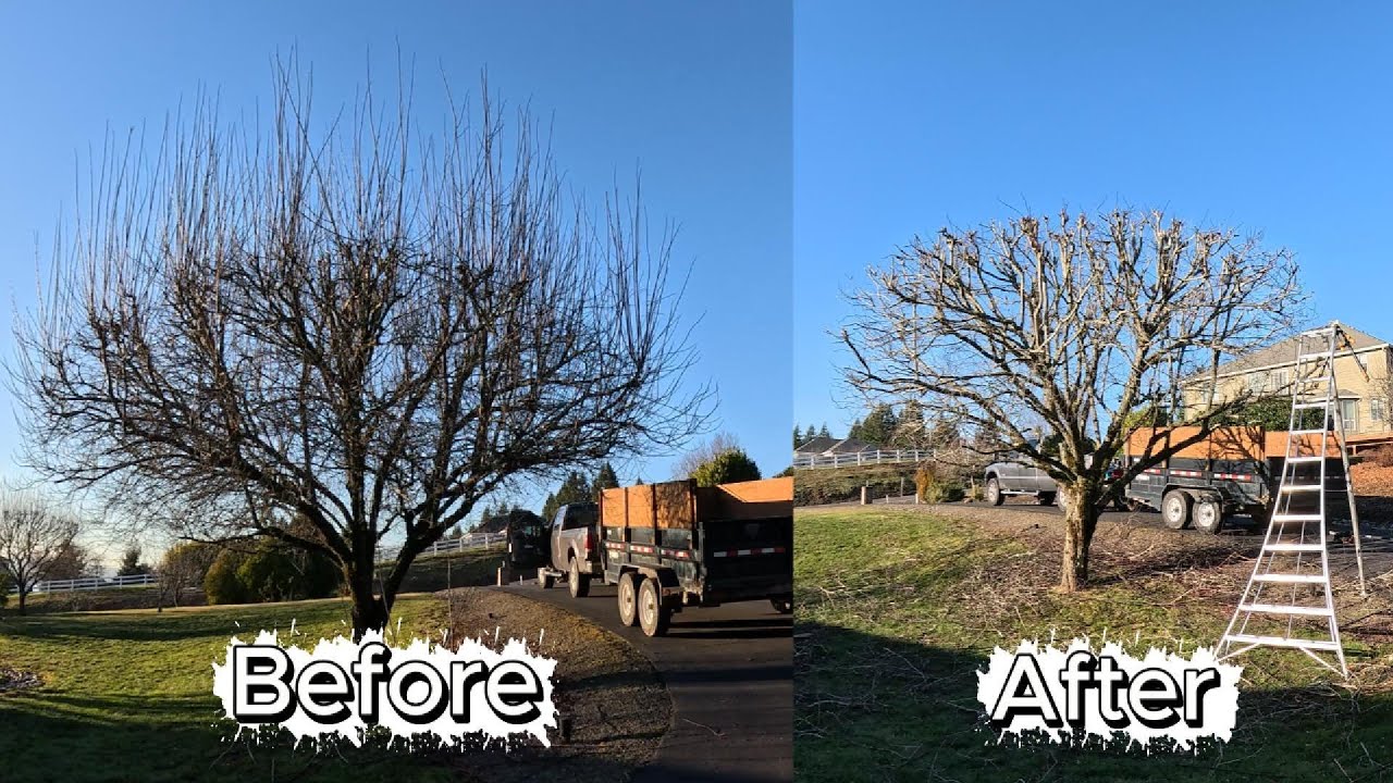 Pruning a Decorative Tree