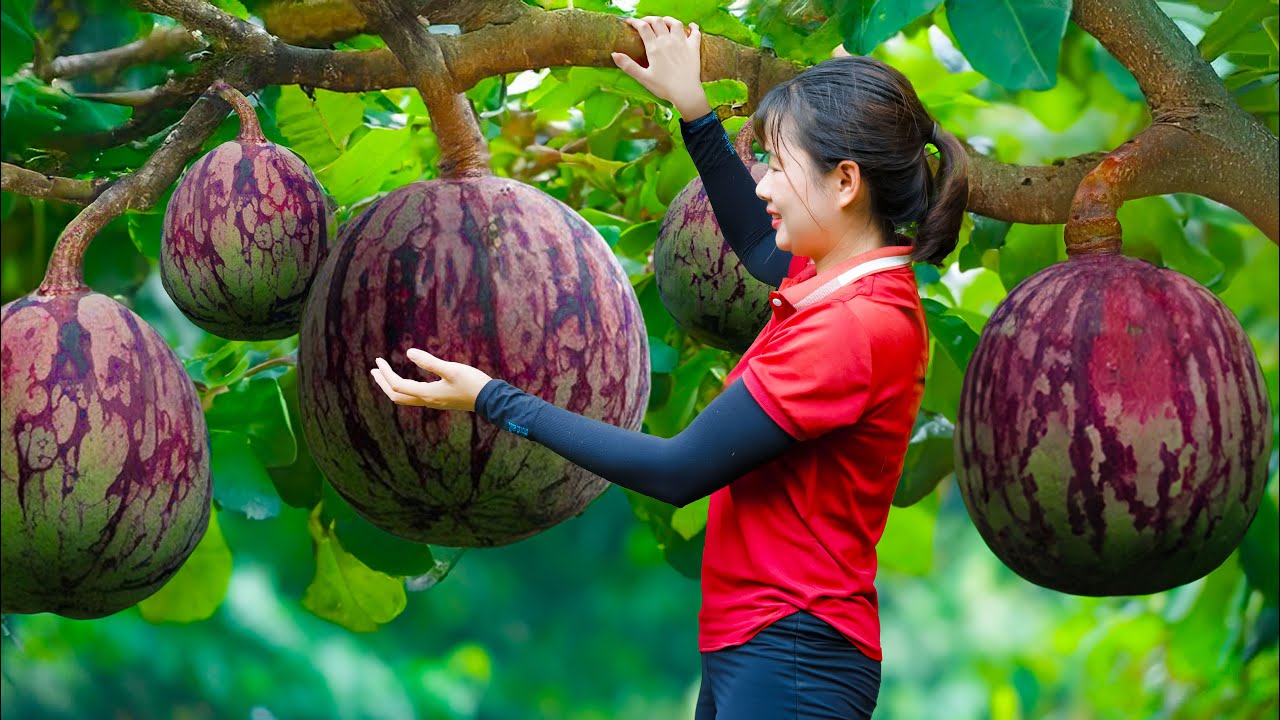 Planting to harvest: Harvesting purple star apple - How to grow and preserve purple star apple