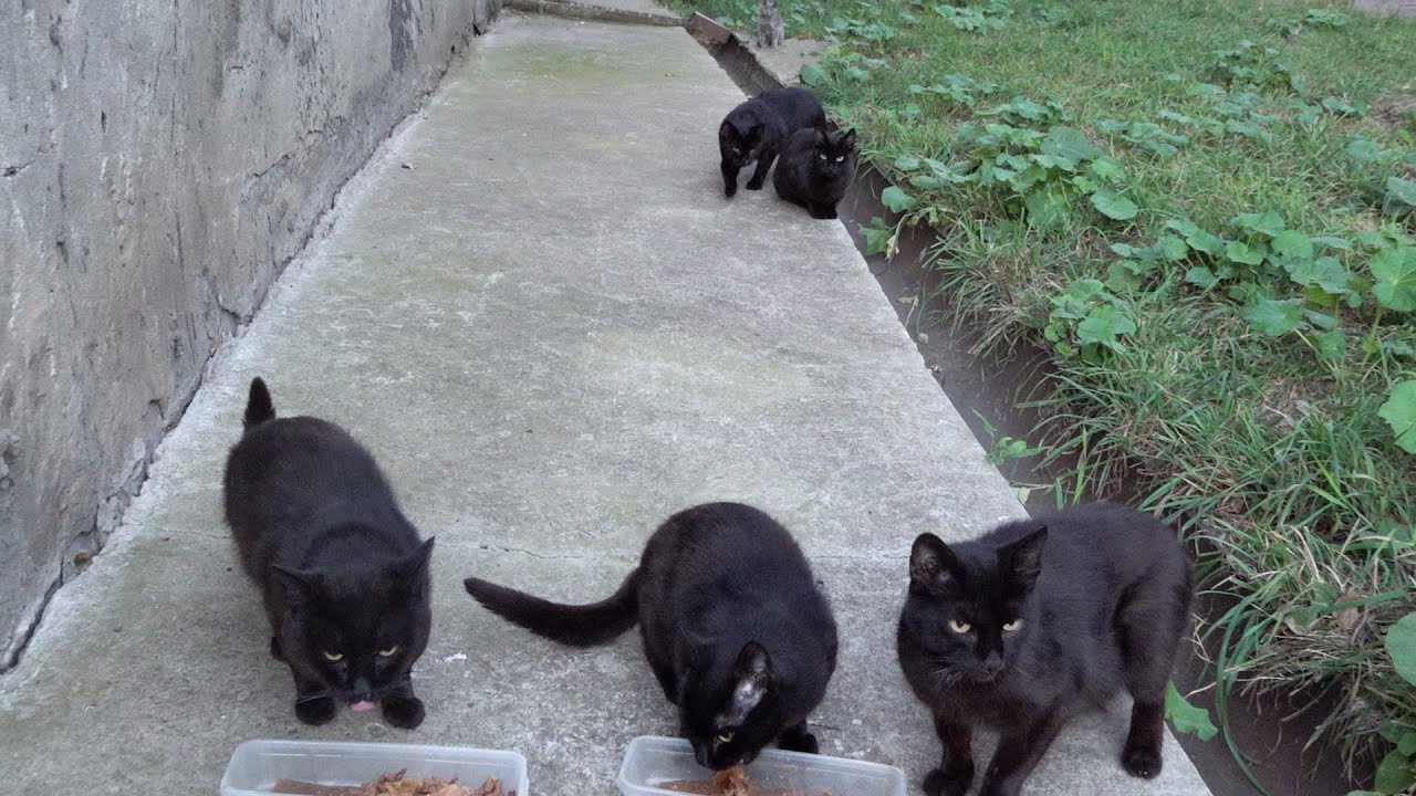 Five black cats are waiting for food