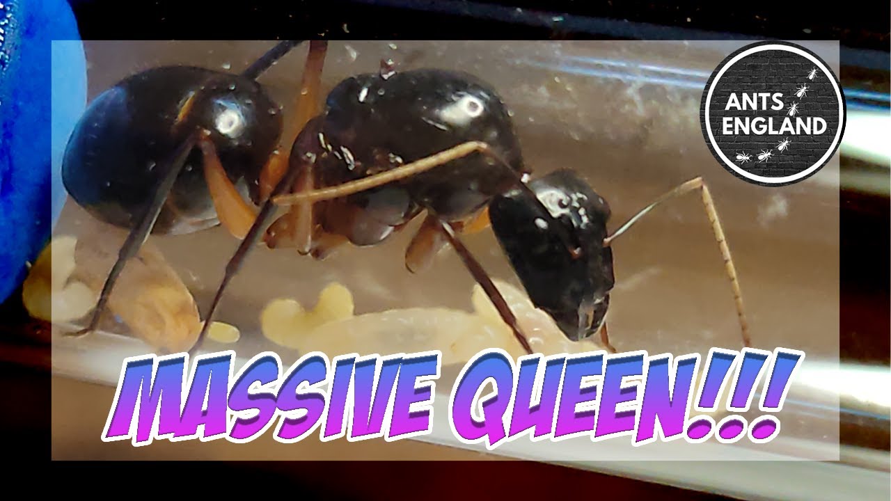 NEW COLONIES!!! and updates!! #ants #lasius #colony