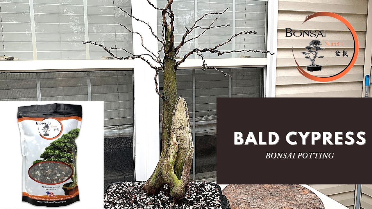 Bald Cypress Bonsai Potting | The Bonsai Supply