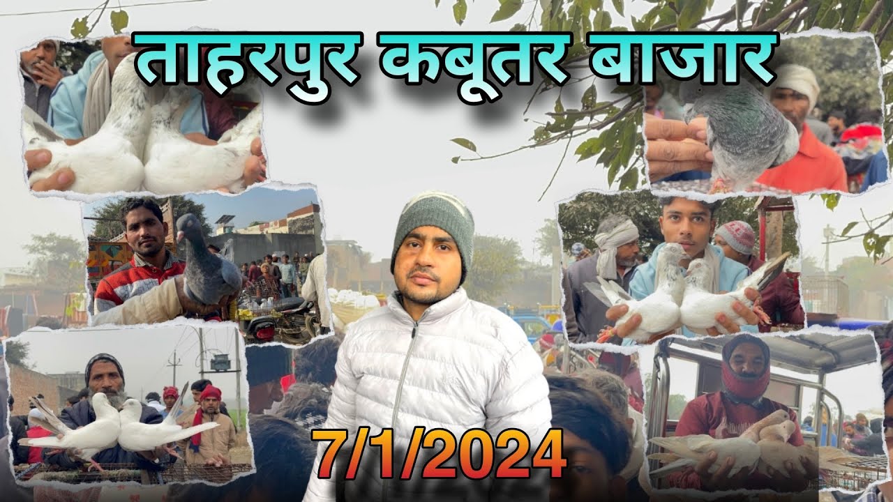 तहारपुर कबूतर बाजार Tharpur kabootar market 7/1/2025