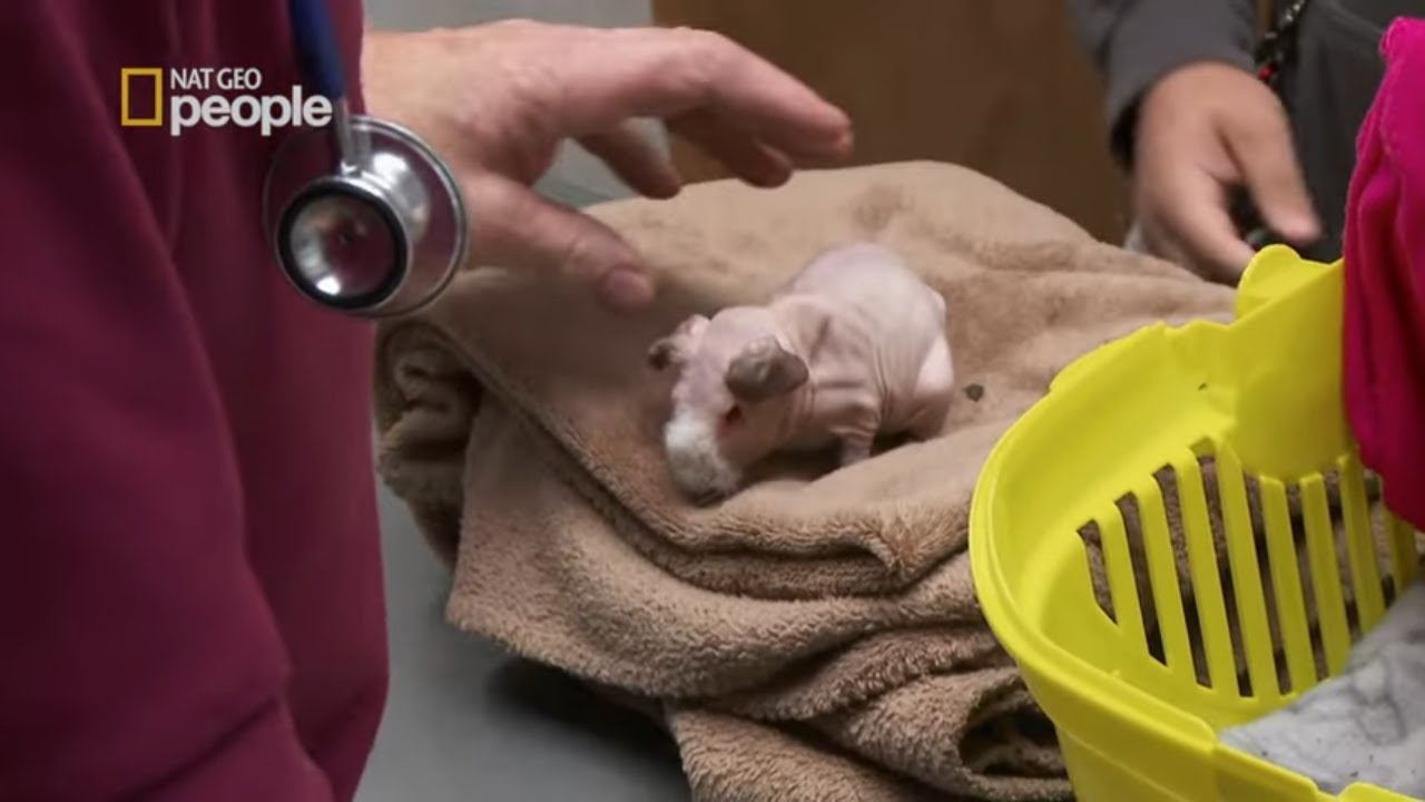 Doktor był w szoku na widok tej świnki morskiej! [Niezwykły dr Pol]