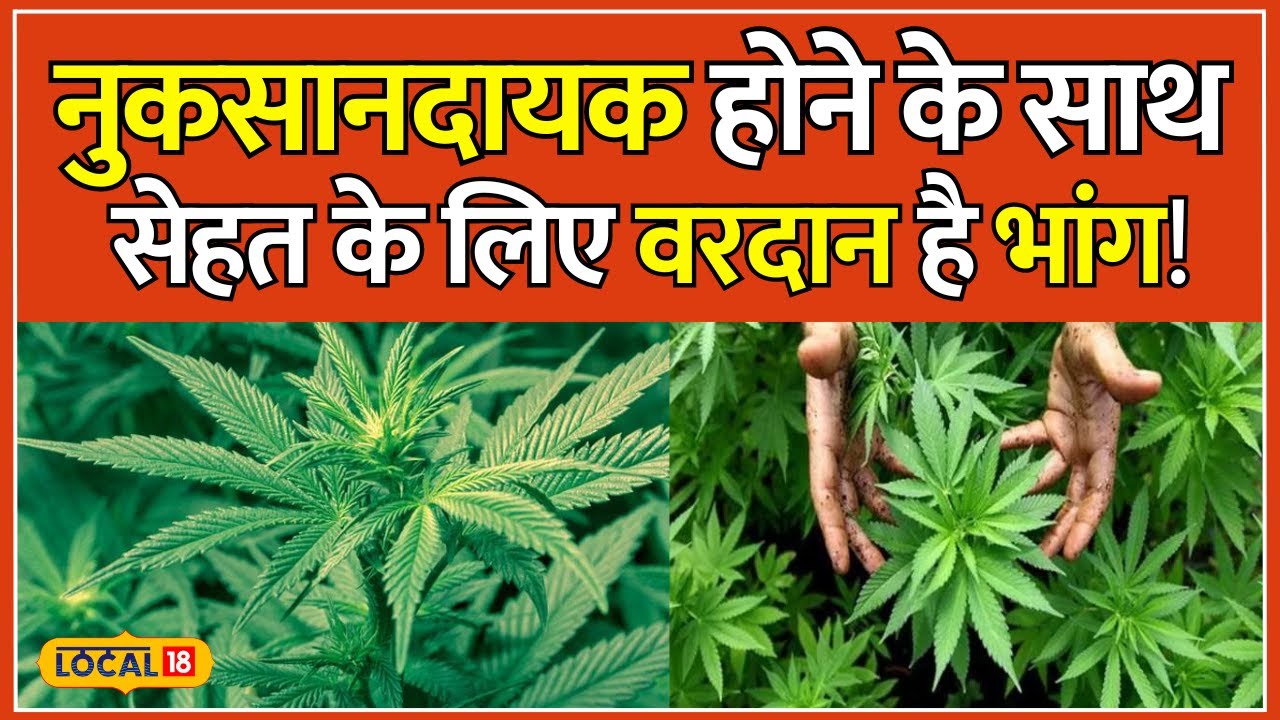 Benefits of Bhang: भांग के पत्तों को उबालकर पीते हैं तो मिलेंगे सेहत को कई फायदे | Health #local18