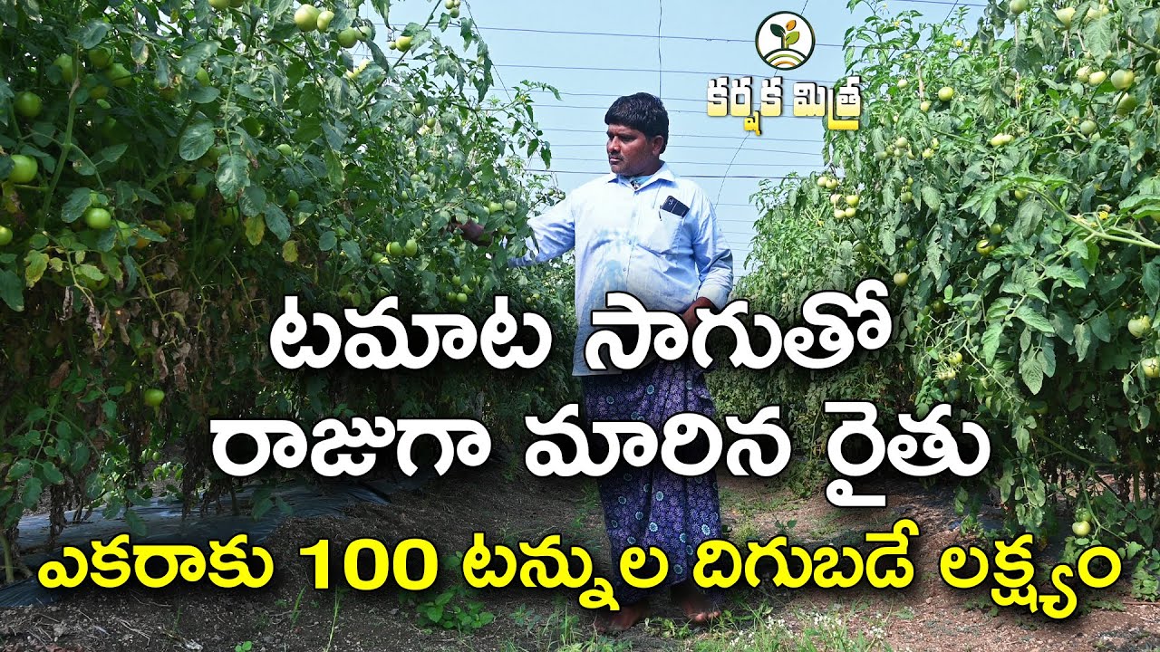 ఎకరాకు 100 టన్నుల టమాట దిగుబడే లక్ష్యం || టమాట సాగులో ఆదర్శంగా  ఖమ్మం జిల్లా రైతు || Karshaka Mitra