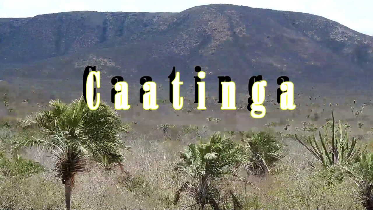 Birds of Caatinga and NE Atlantic Forest - Brazil (Lear's Macaw)