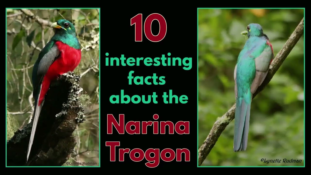10 interesting facts about the NARINA TROGON