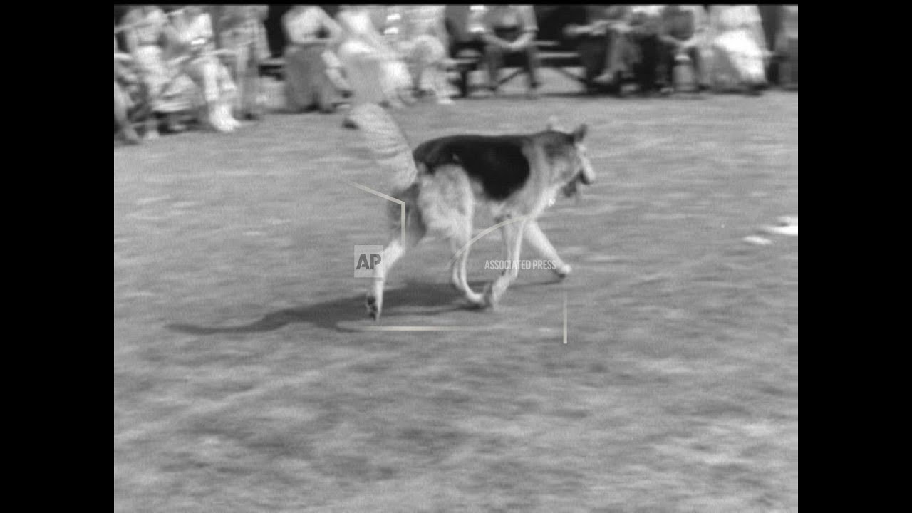 ALSATIAN DOG SHOW