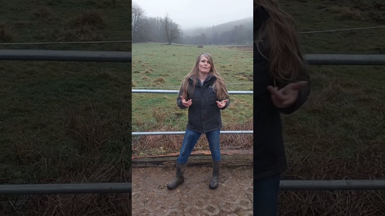 Gangpferde Jungpferdeausbildung TEIL 2