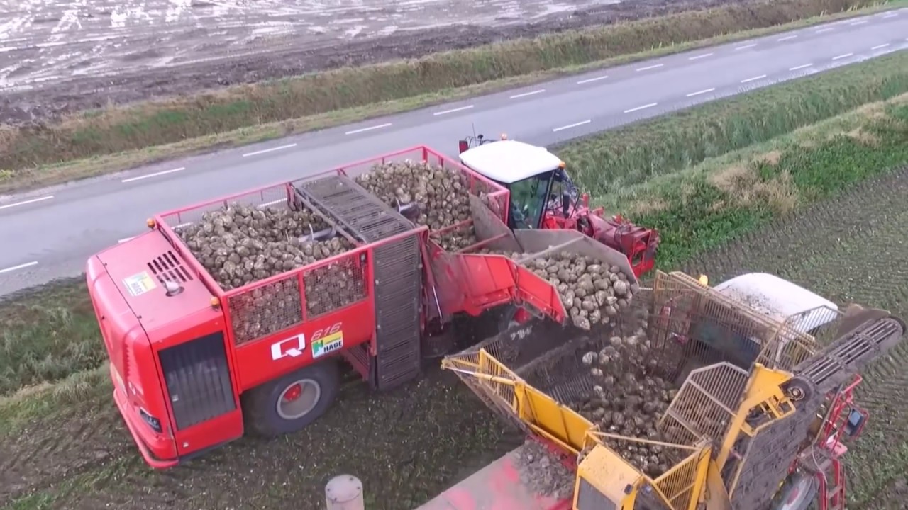 DUTCH  'HARVESTING SUGAR BEETS, 2017