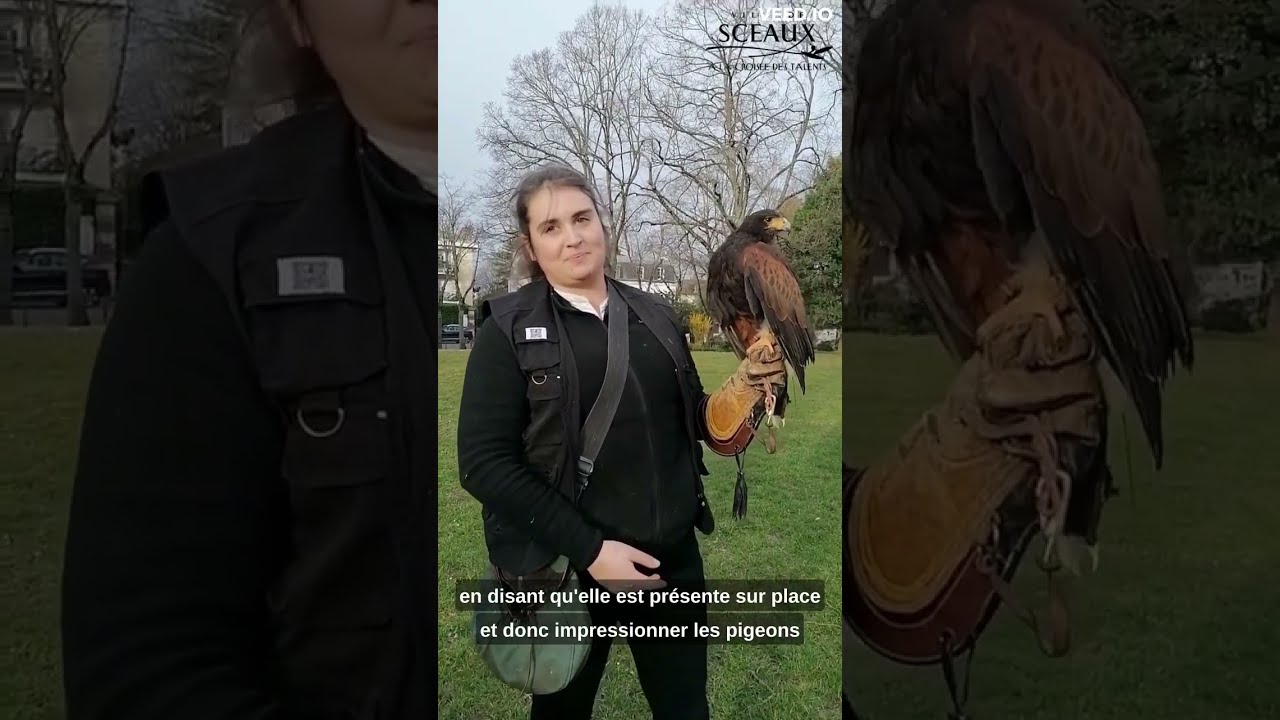 Retour en images -  À Sceaux, des buses dressées pour repousser les pigeons