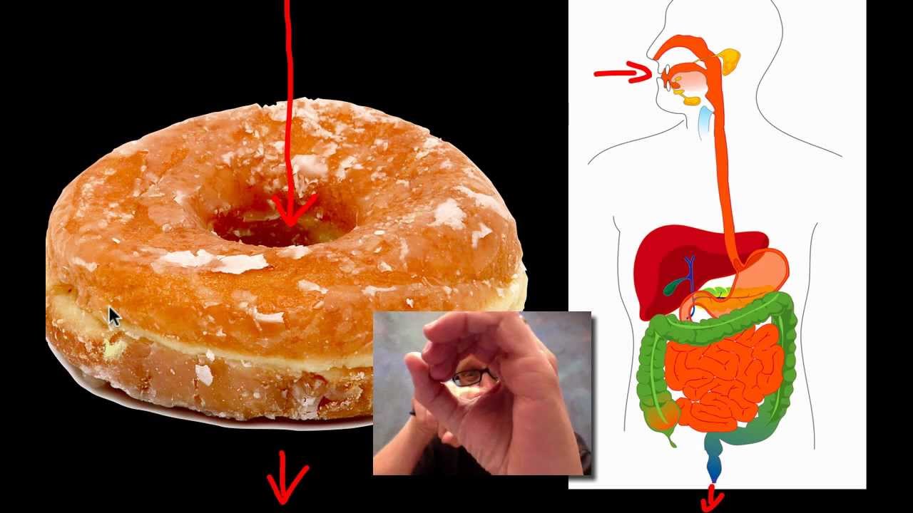 The Digestive System