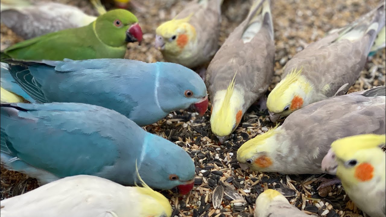 Flock of parrots chirping #asmr #birds (Episode-10)