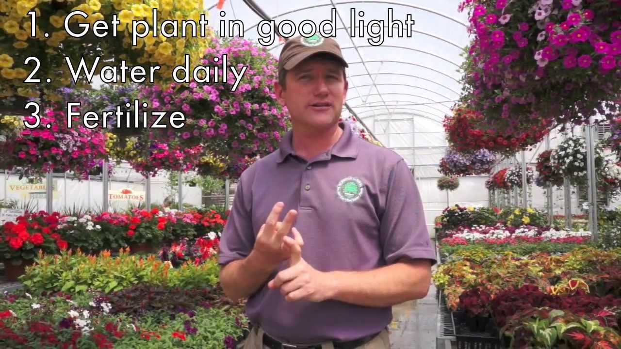 Westwood Grown Hanging Baskets Care