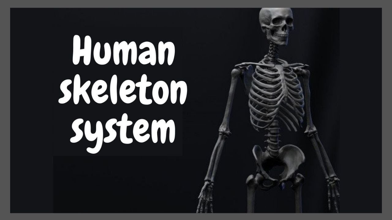 Human Skeleton system ||  tips and trick to learn human bone name