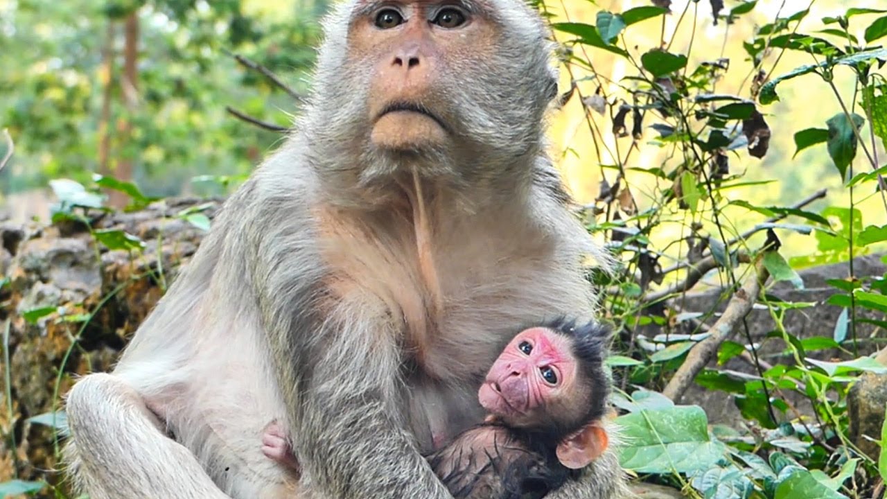 Beautiful lovely new born baby monkey Of Scarlet just gave new birth today so cute