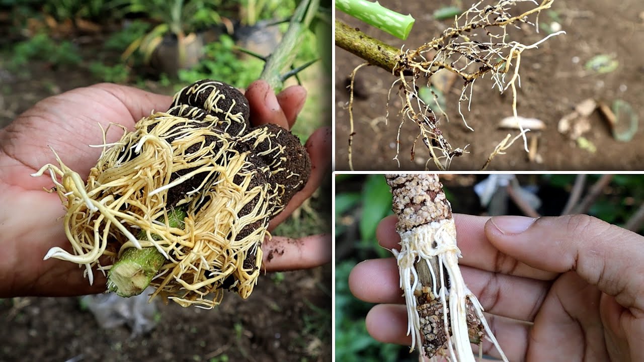 d4MN! This is 8 Way To Rooting Tree Will Blow Your Mind. Real....! Not FAKE Videos.