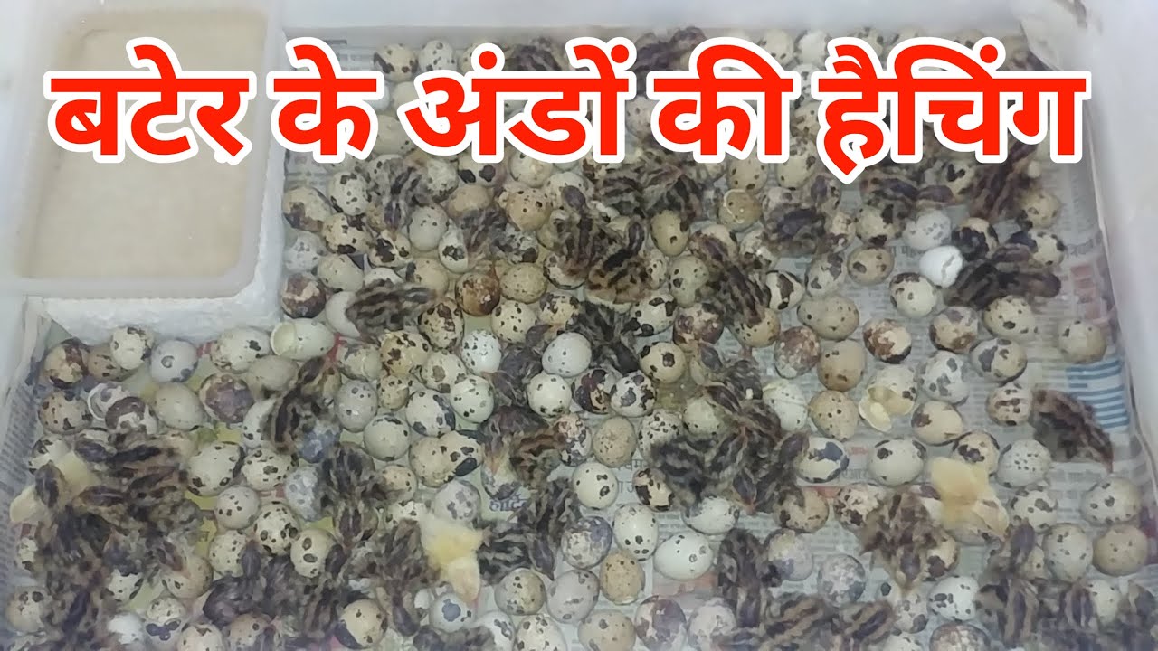 Quail eggs hatching | बटेर के अंडों से बच्चे कैसे निकले | how to hatch quail egg at home