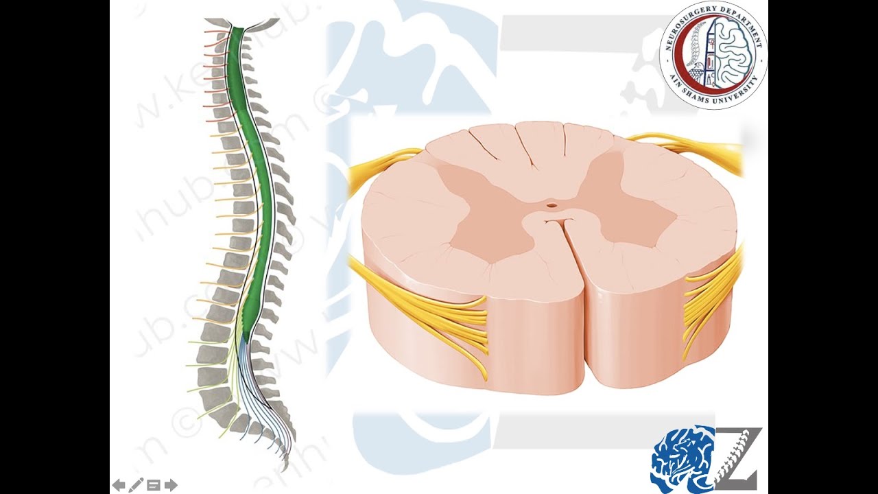 Анатомия спинного мозга (1)