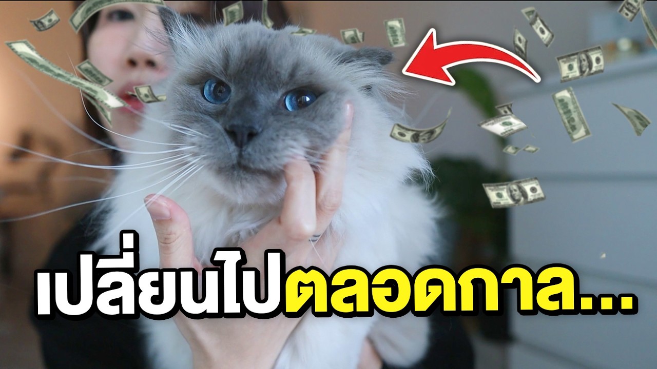 จากแมวหูตั้งสู่หูพับ! กางบิลหาหมอที่อังกฤษ ประกันจ่ายไหม?