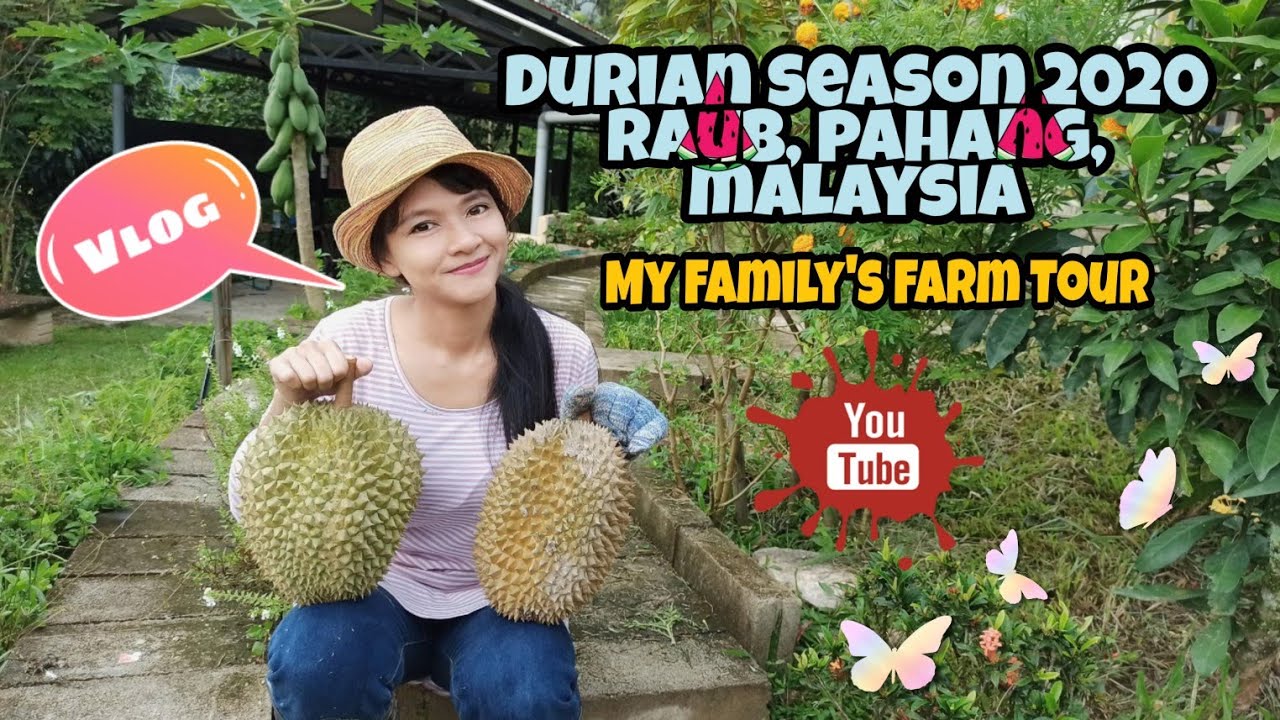 DURIAN SEASON 2020 VLOG | My Family's Farm Tour | Raub, Pahang Malaysia | #terranumhillside #withme