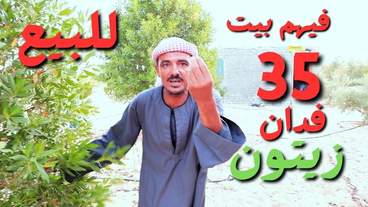 للبيع 35 فدان زيتون ري حديث طاقه شمسيه فيها بيت للسكن