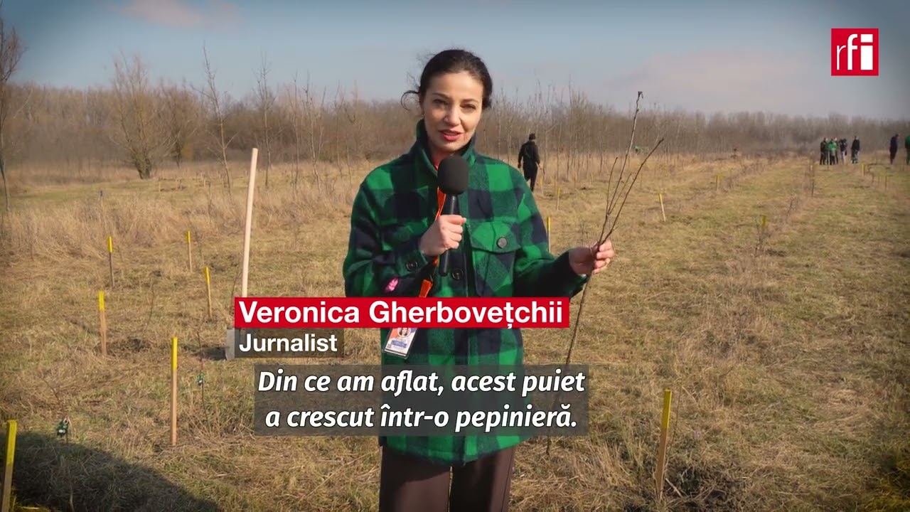 O nouă pădure la Sculeni: plantare comună România-Republica Moldova
