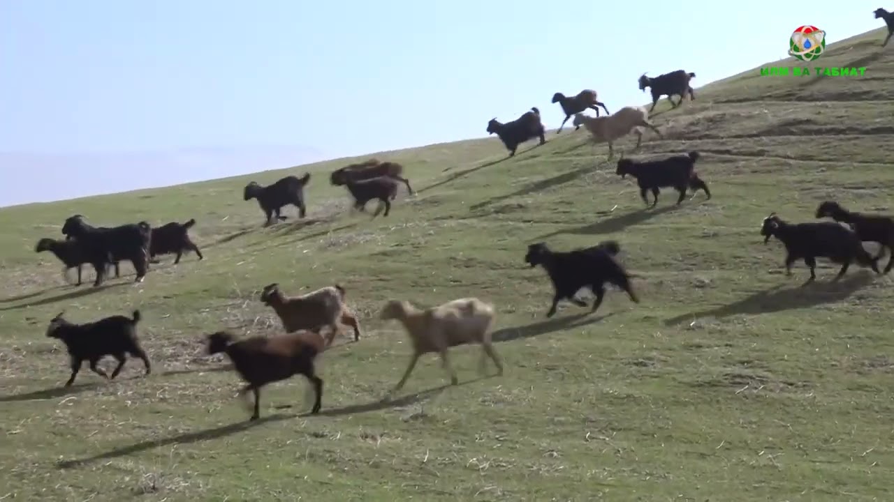 БАРНОМАИ БАРАКАТ - НАСЛГИРӢ