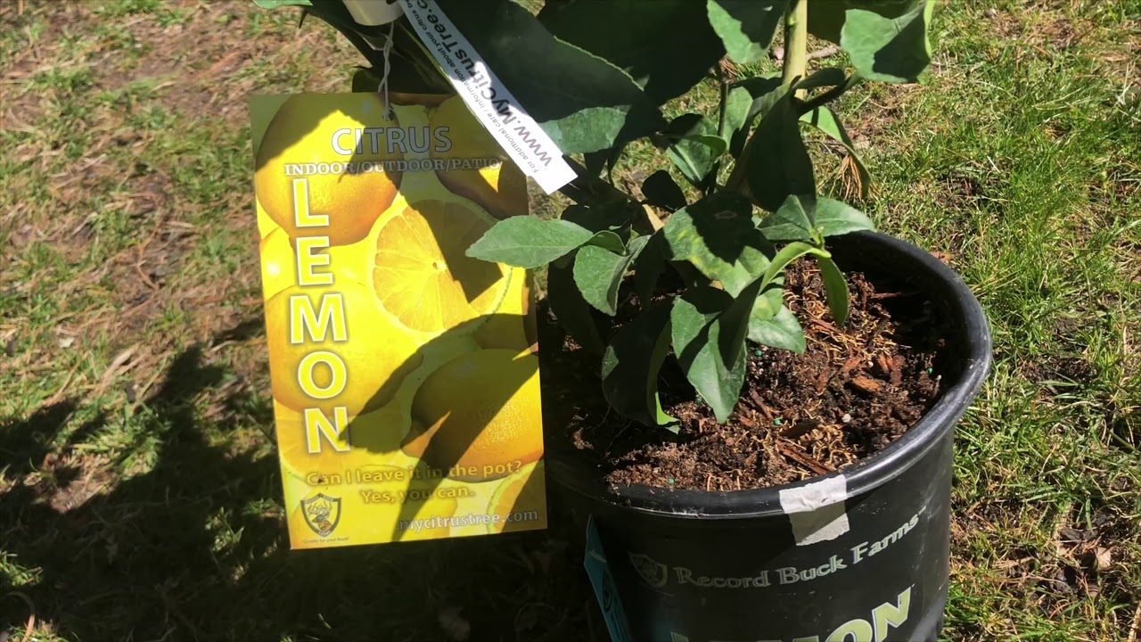 How to Grow Meyer Lemon Trees