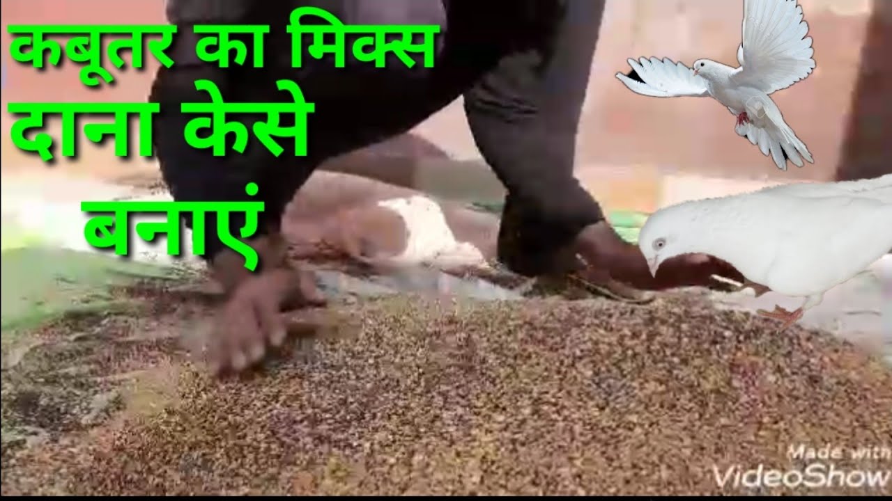 Kabutar ka Mix Dana kese banaye