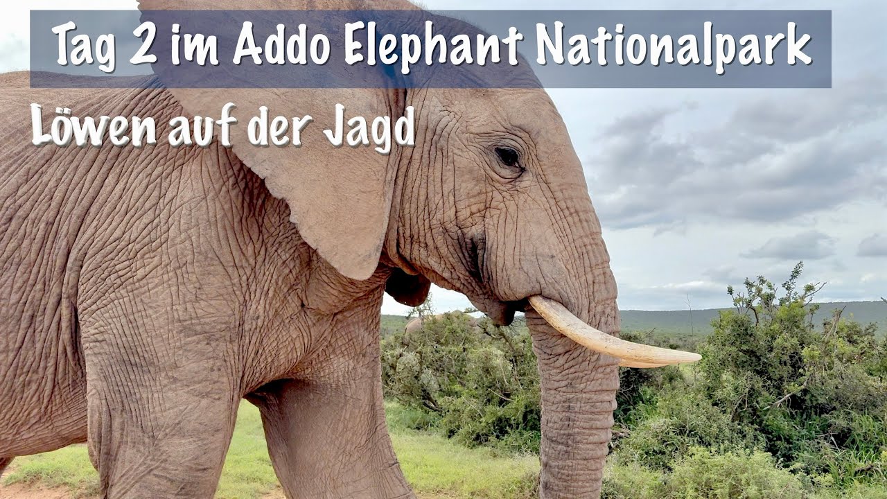 Addo Elephant National Park, Löwen beim Jagen, Mangusten, Schakalbussard, Südafrika, Roadtrip EP09