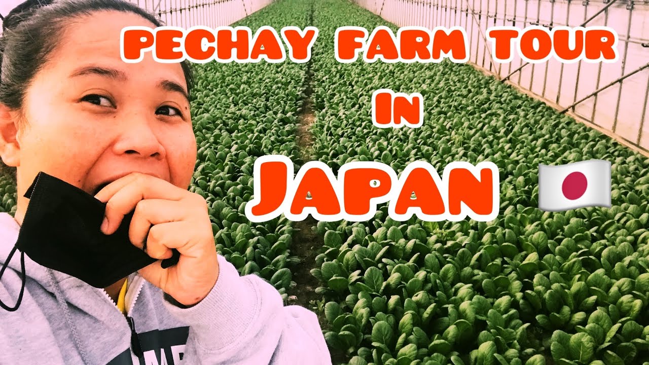 PECHAY FARM TOUR IN JAPAN 🇯🇵  #madiskartengpinoy #proudfarmer #ofwjapan