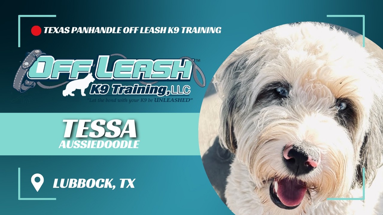 Tessa, The 1 year old Aussie Doodle- 2 week advanced board and train
