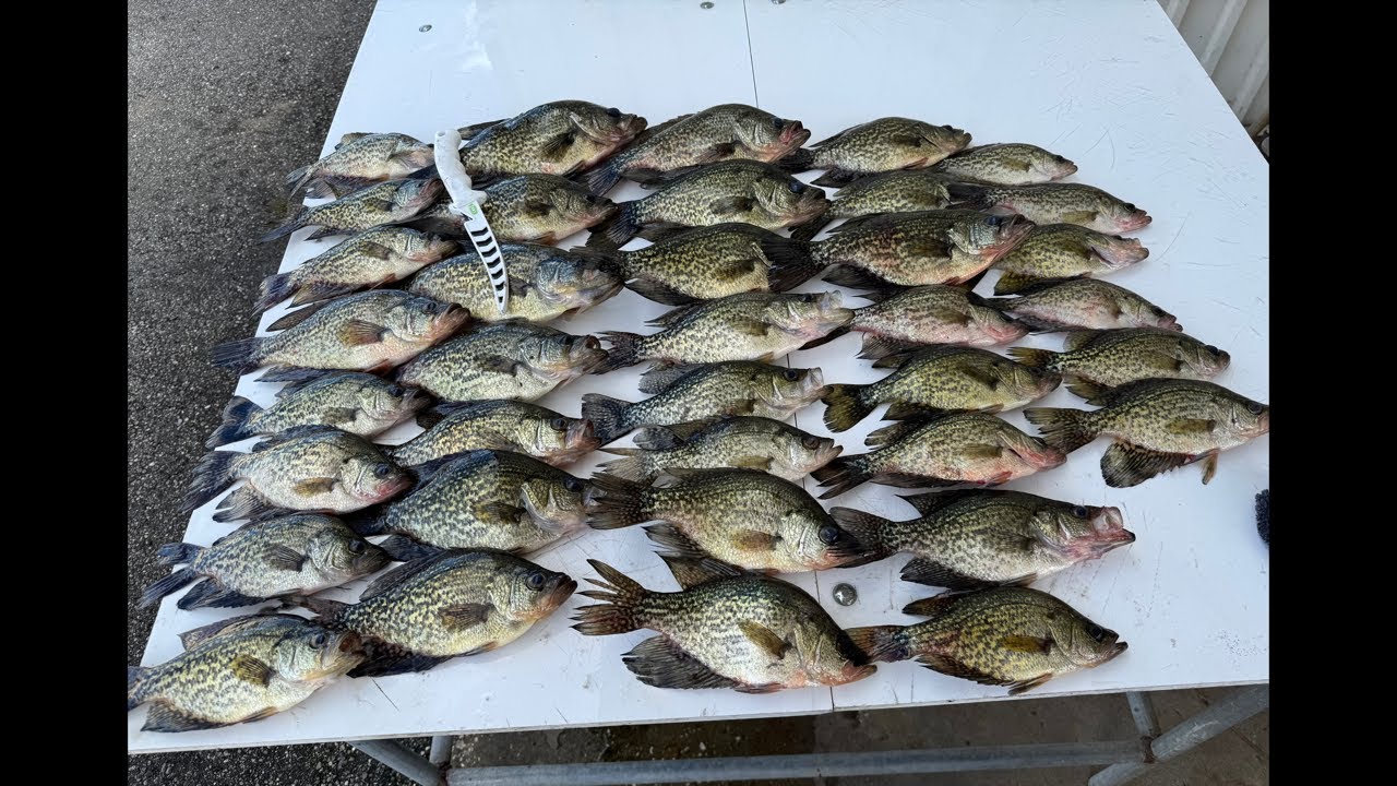 Merry Christmas Crappie Live from Lake Kissimmee