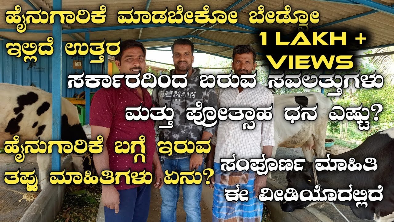 HF ಹಸು ಸಾಕಾಣಿಕೆ|HF Cow farming in kannada|Cow farming|Dairy farming|cow farm|Cow|Dairy farm kannada