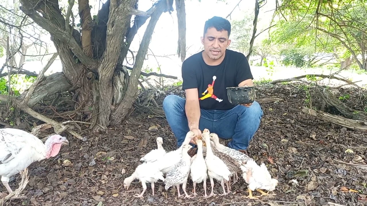 Tipo de alimentos y recomendaciones para una cria optima de pavos. El maravilloso mundo del campo