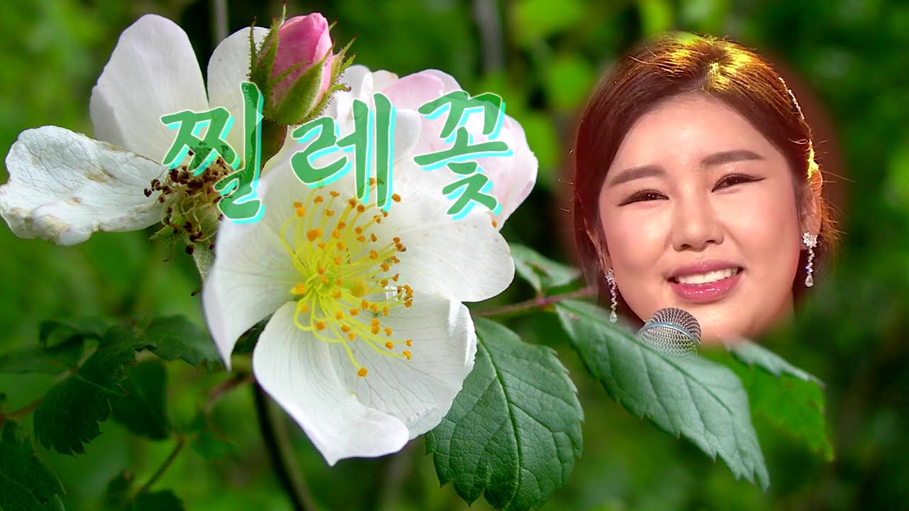 송가인 –트롯의 맛을 제대로 보여주는-[ 찔레꽃 ]-초고음질