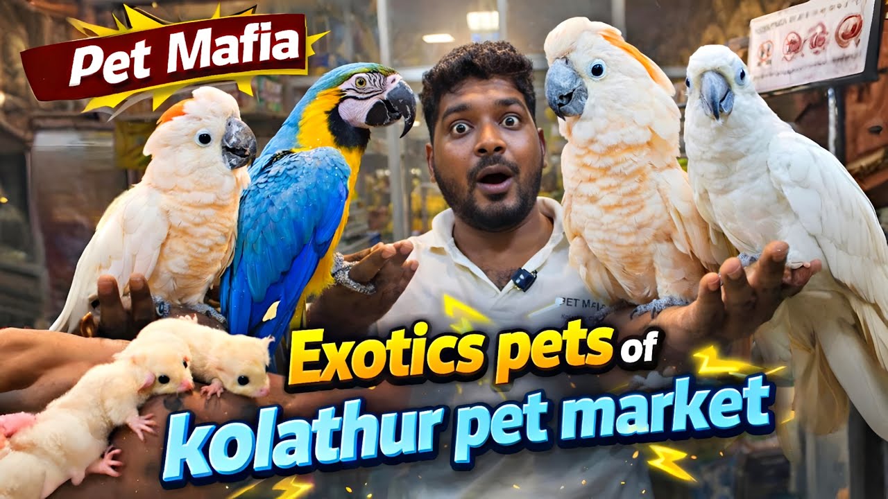 💥Exotic Birds of Kolathur Pet Market 😱 | Pet Mafia | Talking Parrots & Rare Birds #pets #kolathur