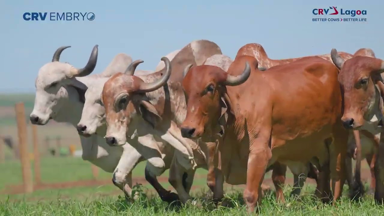 Doadoras Fazenda ICH AGROPASTORIL - Gir