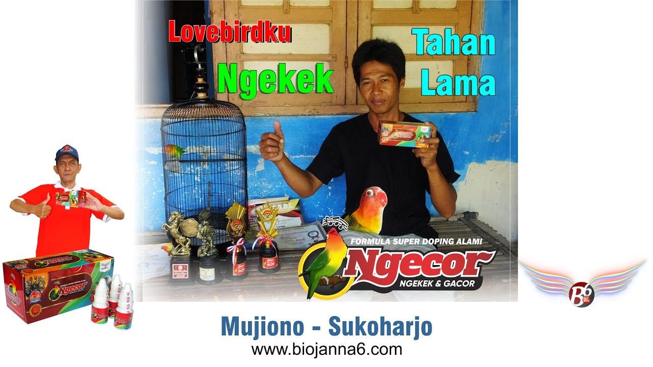 Lovebird Sayur Jadi Jawara - NGECOR | Doping Alami Khusus Lovebird