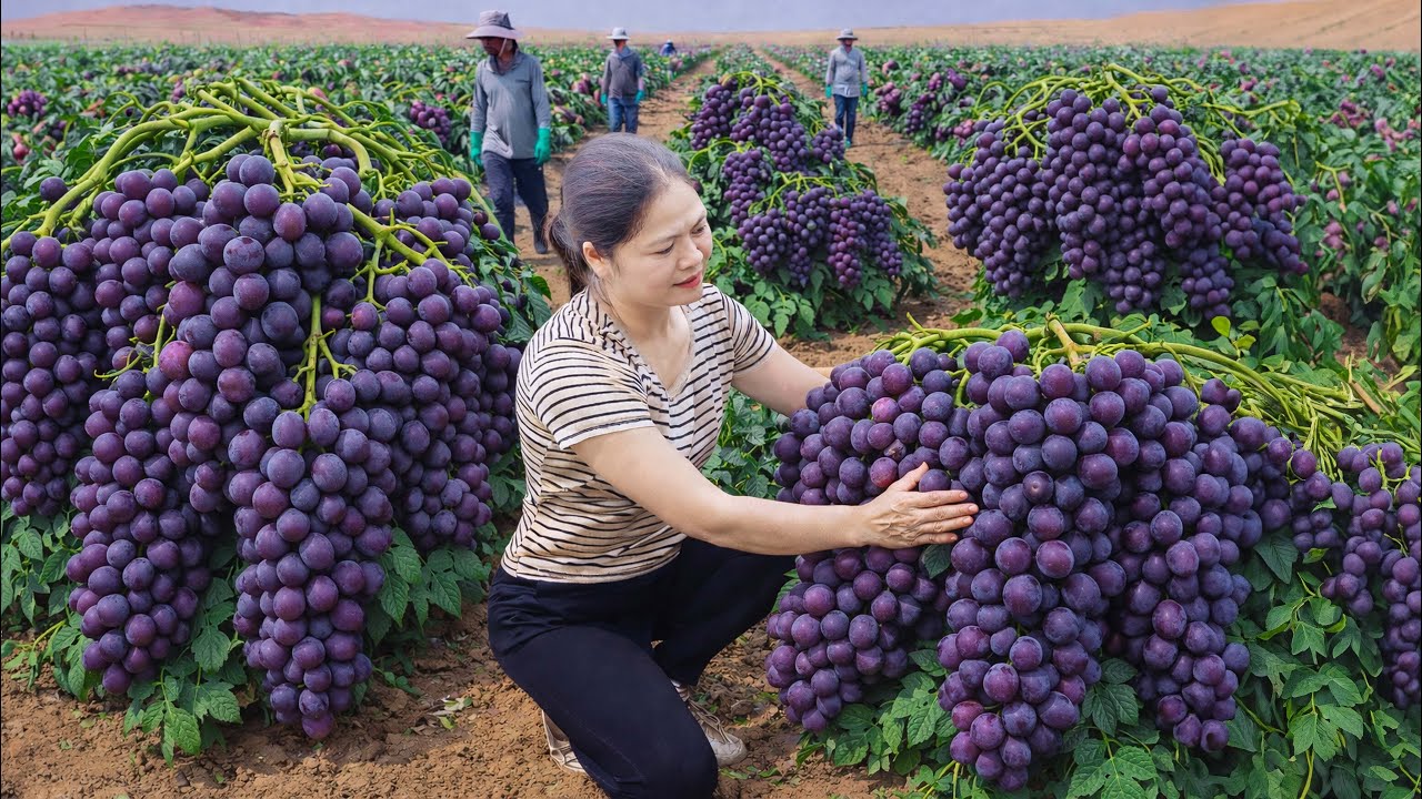 Harvesting Giant Purple Grapes in the Desert | Massive Clusters Growing in Harsh Conditions