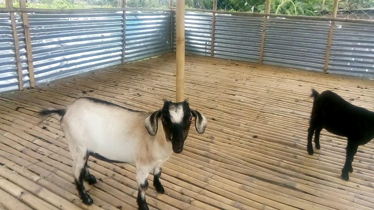 Bismillah Goat Farm In (ASSAM)Ph-9085543168