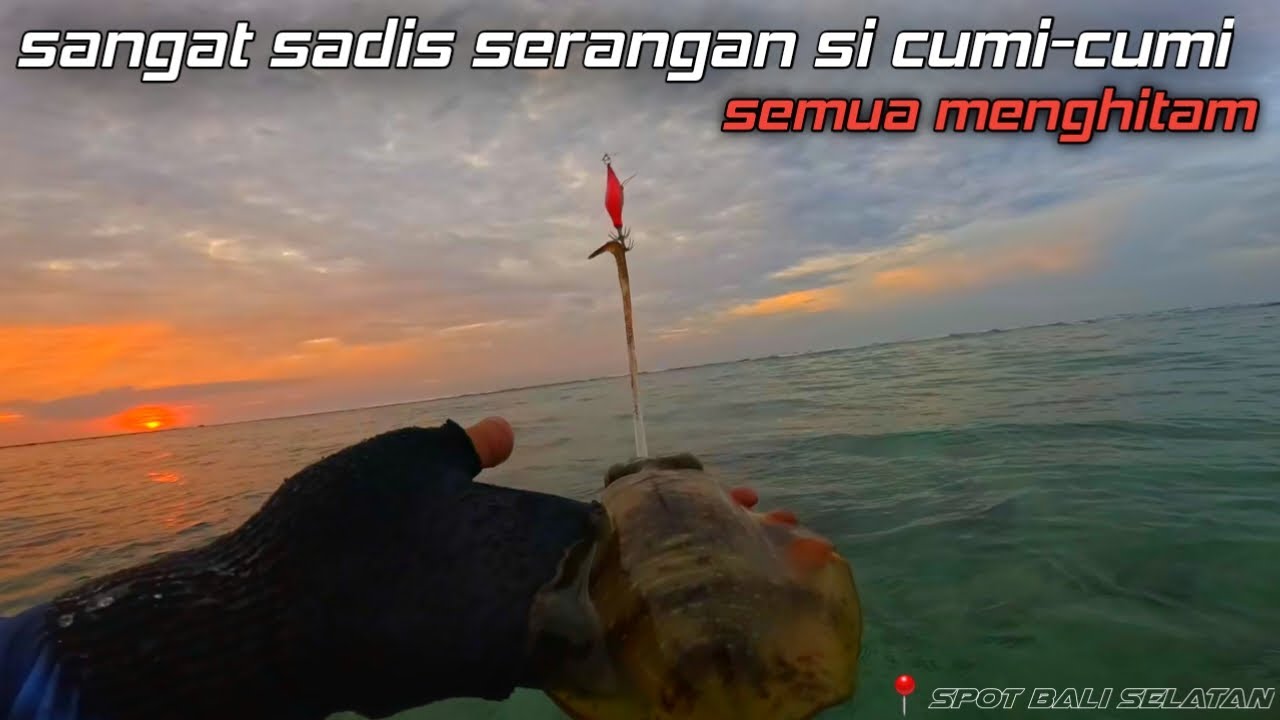 Mancing cumi dipagi hari, cuminya menyerang secara brutal auto mandi tinta dibuatnya🔥🔥