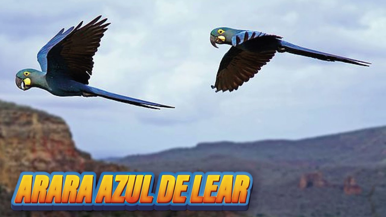 🐦✅CANTO DA ARARA AZUL DE LEAR (Anodorhynchus leari)