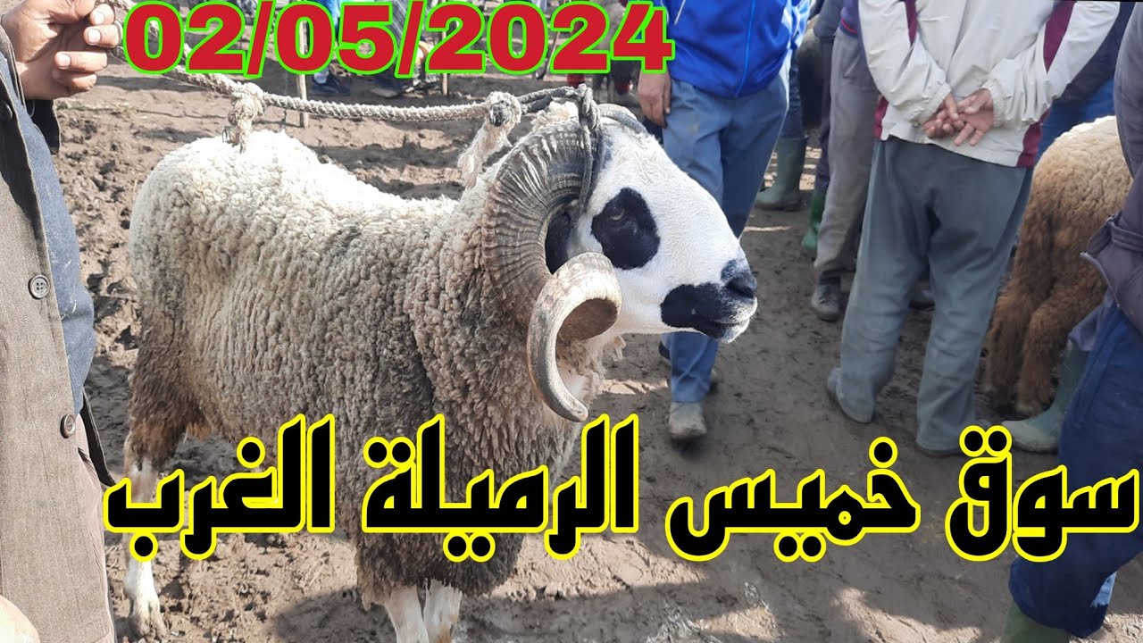 ثمن الحولي من سوق خميس ارميلة الغرب ارميلة على قناة الغرب