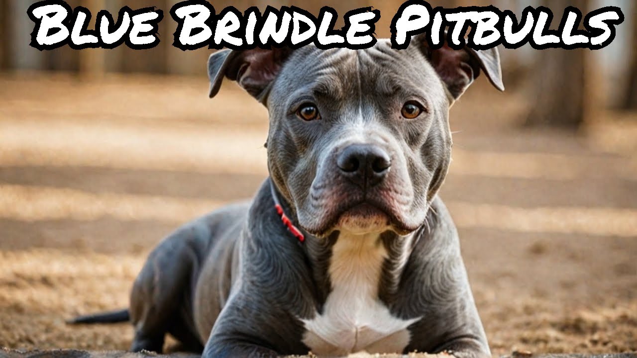The 5 Essential Things You Need to Know About Blue Brindle Pitbulls