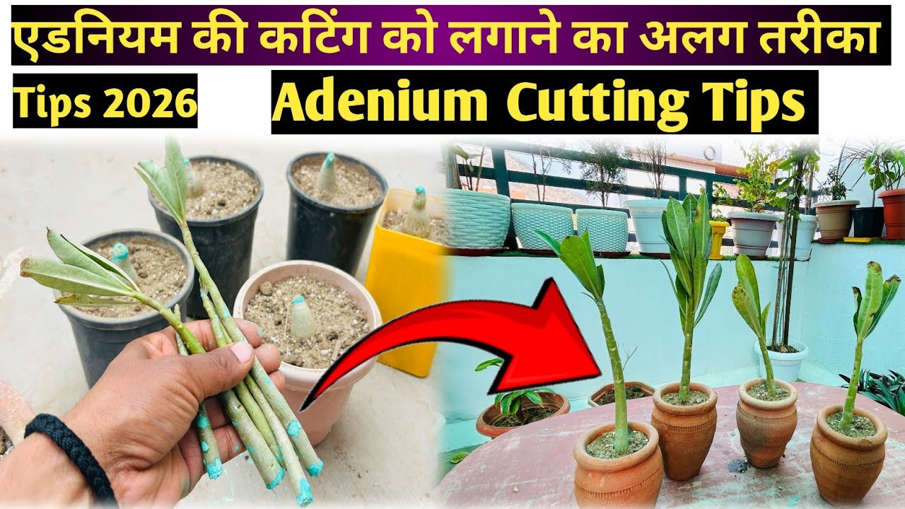 फ़रवरी मार्च अप्रैल में एडिनियम की कटिंग को अलग तरीके से तैयार करो | Adenium Cutting | Adenium | 