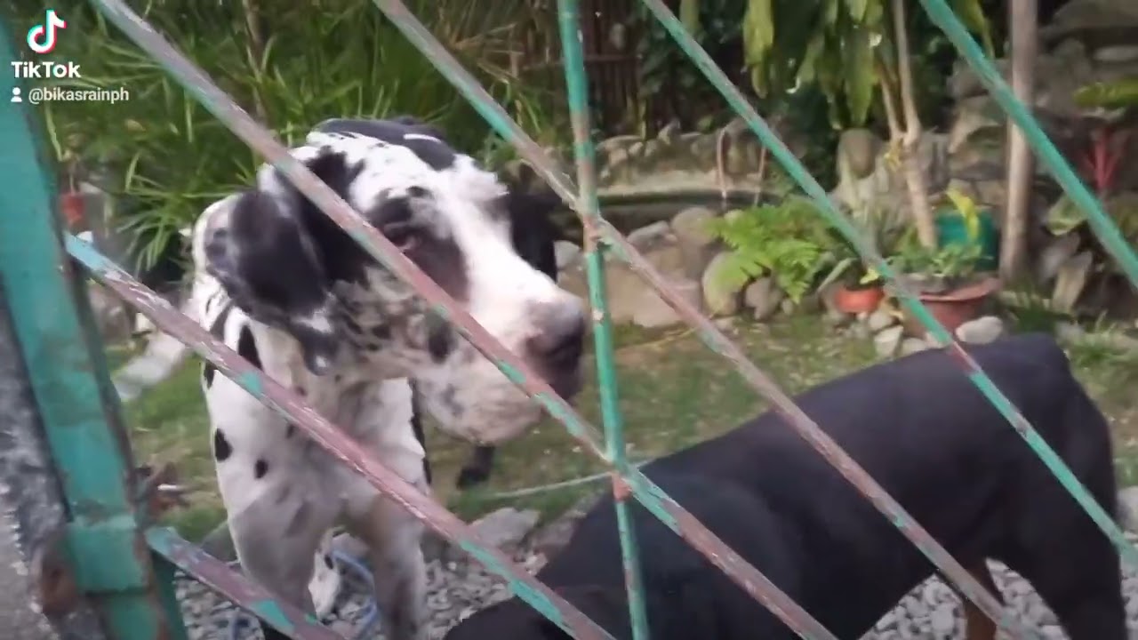 NEPAL PETS HAVEN