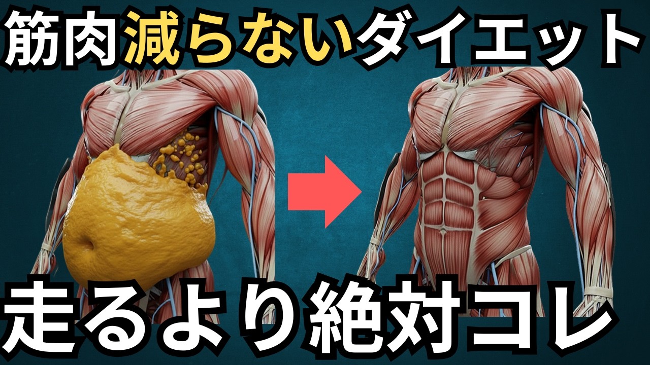【脂肪燃焼率3倍】筋肉を落とさず脂肪だけを落とす最強ダイエット｜内臓脂肪の落とし方｜体脂肪を減らす方法で効率よく肥満症を改善｜痩せる運動｜お腹痩せ